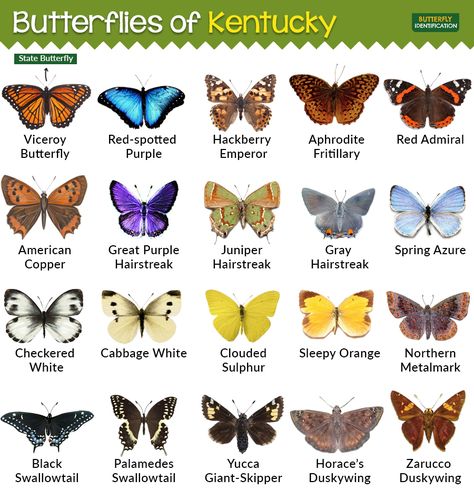 Types of Butterflies in Kentucky Butterfly Identification, Butterfly Symbolism, Wallpaper Backgrounds Cartoon, Backgrounds Cartoon, Butterflies Wallpaper, Galaxy Aesthetic, Wild Indigo, Types Of Butterflies, Gossamer Wings