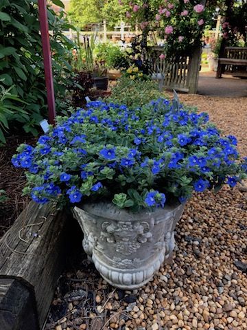 To Deadhead or Not to Deadhead... | Proven Winners Oklahoma Landscaping, Blue Muffin Viburnum, Blue Flowering Shrubs, Pot Hias, Cyperus Papyrus, Pink Dianthus, Bigleaf Hydrangea, Blue Flower Wallpaper, Blue Plants