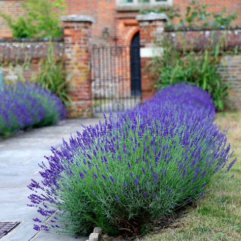 Lavandula Hidcote, Lavender Hidcote, Lavender Hedge, Rectangle Planters, Mediterranean Plants, Aromatic Plant, Potted Houseplants, Fragrant Plant, Gravel Garden