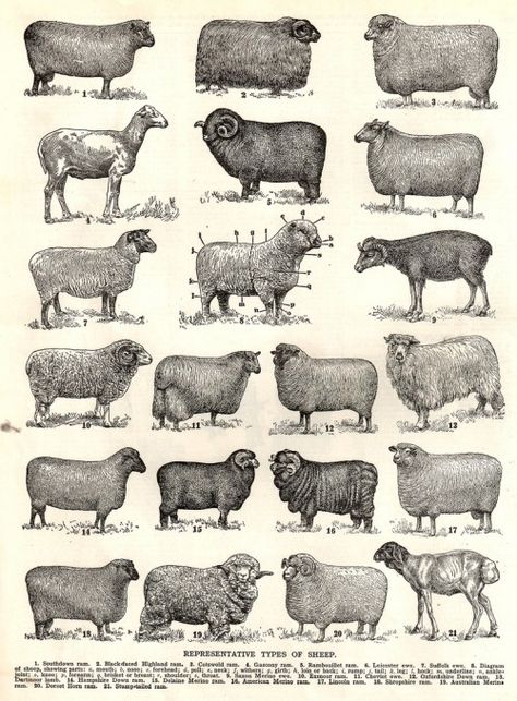 Finding Simplicity in the Shepherd — theYoungCatholicWoman Types Of Sheep, Sheep Breeds, Counting Sheep, Flowers Illustration, Sheep And Lamb, Farm Stuff, Images Vintage, Scientific Illustration, Down On The Farm