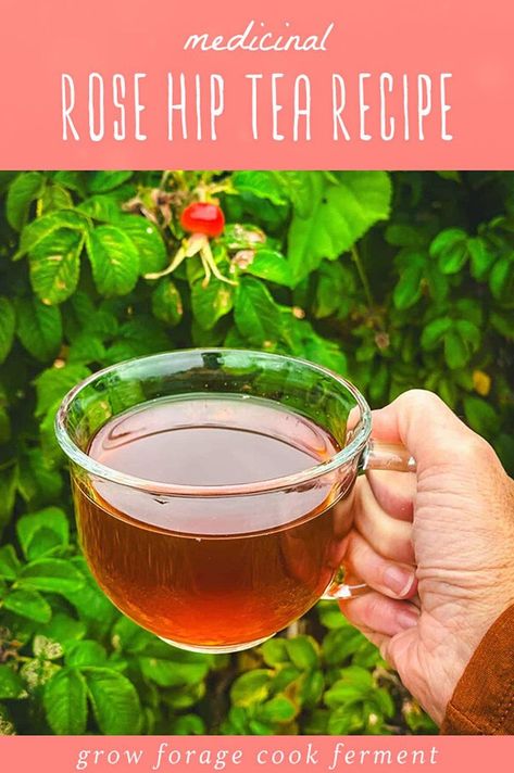 You simply must try this Rose Hip Tea Recipe. Rich in vitamin C, this homemade herbal tea not only soothes but nourishes. It's one of the easiest rosehip recipes you make with only one ingredient, ripe rose hips! If you're fall foraging rose hips, it's time you tried this delicious drink. Rose Hip Tea Benefits, Rose Hip Jelly, Dandelion Tea Recipe, Rose Hip Tea, Fall Foraging, Rosehip Recipes, Easy Fall Recipes, Seasonal Recipes Fall, Rosehip Tea