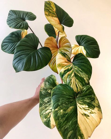 homalomena rubescens variegated Homalomena Plant, Homalomena Rubescens, Plants Wishlist, Jungle Plants, Philodendron Plant, Plants Decor, Variegated Plants, Indoor Jungle, Plant Aesthetic