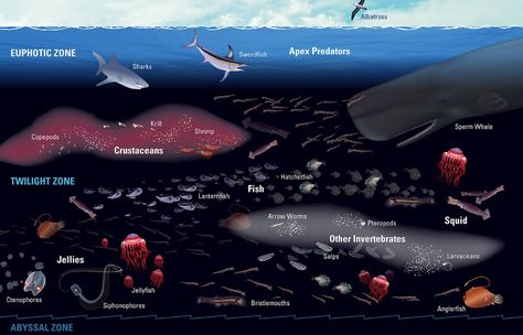 Twilight Zone Ocean, Nature Education, Ocean Science, The Twilight Zone, Sperm Whale, Apex Predator, Angler Fish, Surface Water, Bones And Muscles