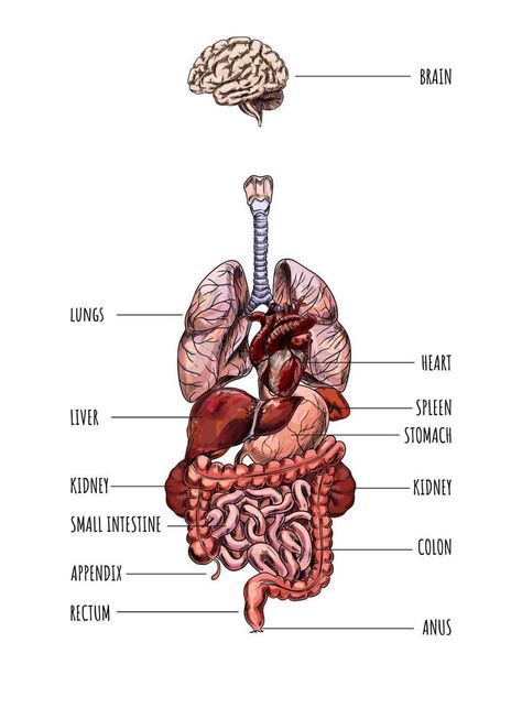 Human organs, brain lungs liver stomach kidney colon, hand drawn vector illustration. Stomach Drawing, Lungs Drawing, Human Internal Organs, Anatomy Organs, Lung Anatomy, Human Body Organs, Human Organs, Human Lungs, Basic Anatomy And Physiology