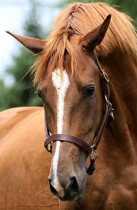 Horse Face Photography, Horse Art Ideas, Face Markings, Chestnut Horses, Gorgeous Horses, Horse Things, Horse Face, Horse World, Chestnut Horse