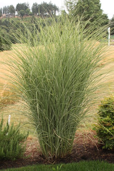 Morning Light Miscanthus Morning Light Miscanthus, Miscanthus Morning Light, Garden Renovation, Yard Remodel, Florida Landscaping, Perennial Grasses, Ornamental Grass, Grasses Landscaping, Grasses Garden