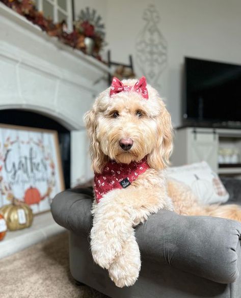 Goldendoodle Grooming, Daisy Girl, Dog Bows, Girl And Dog, Fall Floral, Goldendoodle, Dog Photos, Cute Photos, Dog Bandana