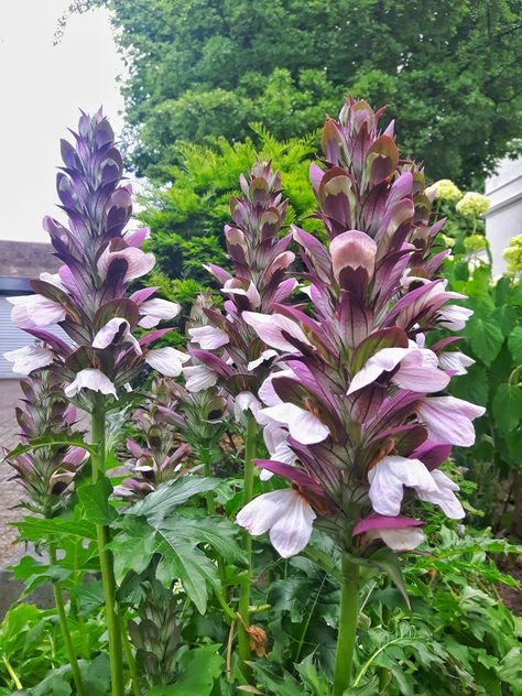 Acanthus mollis Bear's Breech Bears Breech Tattoo, Bears Breeches Plant, Bears Breeches, Soil Regeneration, Acanthus Flower, Acanthus Mollis, Project Planning, Flower School, Random Inspiration