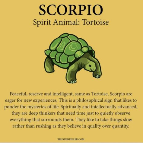 Scorpio Spirit Animal, Spirit Animal Meaning, Star Sign Art, Zodiac Characteristics, Aries And Scorpio, Zodiac Things, Zodiac Signs Chart, Scorpio Love, Scorpio Zodiac Facts