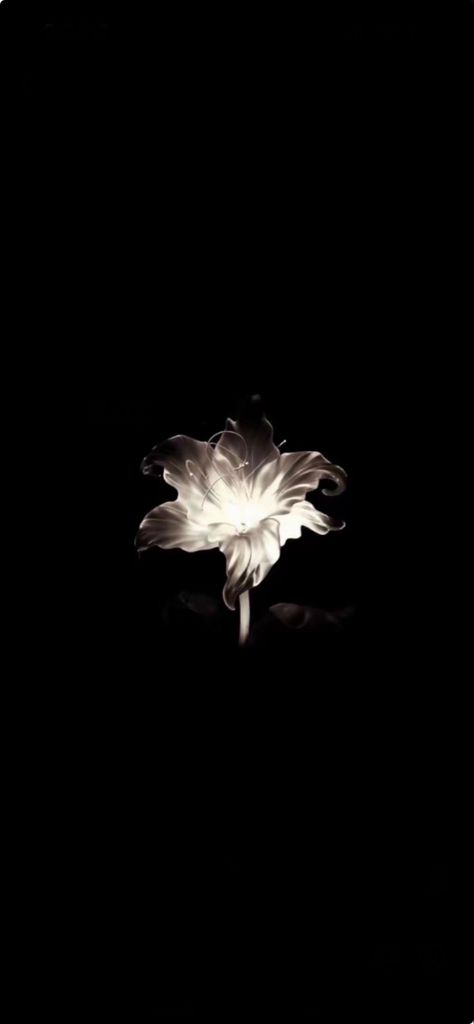 Backgrounds Iphone Dark, Black Flower Wallpaper, Wallpapers Dark, Black Background With Flower, Aesthetic Black Flower Wallpaper, Dark Flower Aesthetic Wallpaper, Classy Elegant Wallpaper Iphone, Black Background Flowers Wallpapers, Flower Aesthetic Black Background