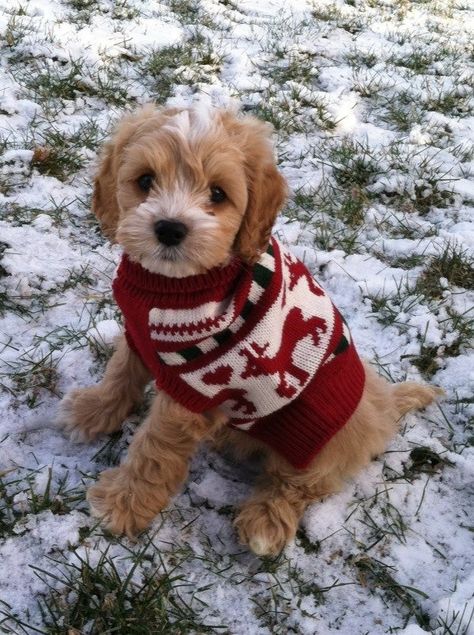 Sweater Puppies! - Album on Imgur Morkie Puppies, Cockapoo Dog, Cockapoo Puppies, Dog Jumpers, Animal Advocacy, Yorkshire Terrier Puppies, Christmas Puppy, Poodle Puppy, Dog Sweaters