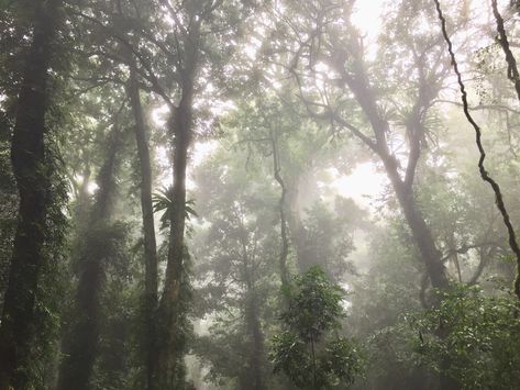 #clouds #forest #Australia #mist #green #trees #white #greenaesthetic #aesthetic #soft Grayish Green Aesthetic, Thick Forest Aesthetic, White Forest Aesthetic, Andrea Aesthetic, Forks Forest, Mist Aesthetic, Dark Naturalism, Foggy Weather, Forest Aesthetic