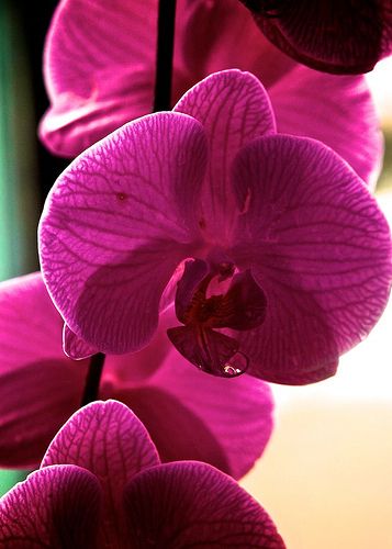 Orchids Orchid Wedding Theme, Magenta Orchid, Orchid Color, Longwood Gardens, Radiant Orchid, Purple Orchids, Fuchsia Color, Microsoft 365, Microsoft Outlook