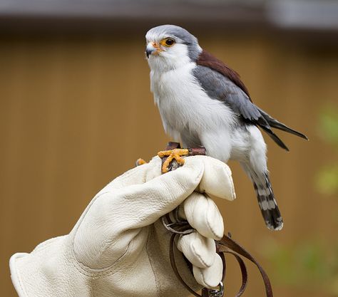 Pygmy Falcon Pygmy Animals, Pygmy Falcon, Raptors Bird, Small Lizards, Tiny Bird, Kestrel, All Birds, Birdwatching, Pretty Birds