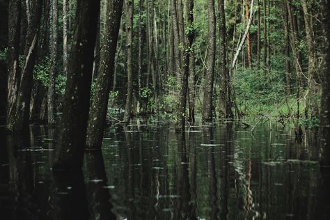 flooded forest by collien.deviantart.com on @DeviantArt Forest Dystopia, Flood Aesthetic, Flooded Forest, Prothonotary Warbler, Tragically Beautiful, Changing Aesthetic, Forest Sunset, Ancient Forest, Current Mood