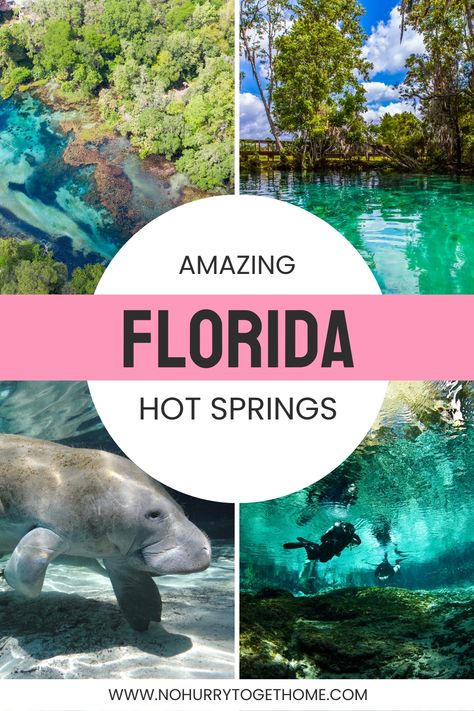 Warm Mineral Springs Florida, Springs In Florida Swim, Florida Natural Springs, Ginnie Springs Florida, Florida Itinerary, Florida Blue Springs, Florida Bucket List, Springs In Florida, Natural Springs In Florida