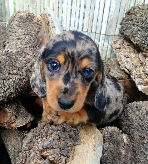 Black and Silver Dapple Dachshund                                                                                                                                                                                 More Dachshund Breed, Dachshund Funny, Dapple Dachshund, Puppy Dog Eyes, Tiny Puppies, Popular Dog Breeds, Most Popular Dog Breeds, Weenie Dogs, Dachshund Puppies