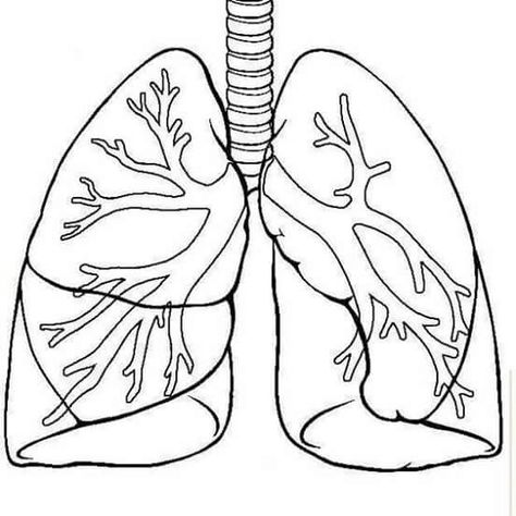 Dibujo pulmones para imprimir. Lungs Art Anatomy, Respiratory System Drawing, Teaching Body Systems, Lungs Drawing, Human Body Crafts, Human Respiratory System, Human Body Science, Human Body Unit, Human Body Systems