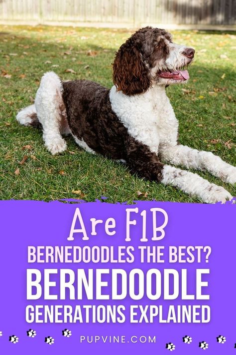 F1b Bernedoodle, Hypoallergenic Dog Breed, Dog Status, Mini Bernedoodle, Bernedoodle Puppy, Hypoallergenic Dogs, Hybrid Dogs, Breed Dogs, Purebred Dogs