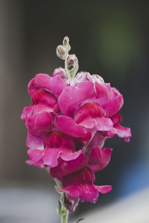 Deadheading Snapdragons: A Simple Guide to Promote Blooming — Meadowlark Journal Clematis For Shade, Onion Companion Planting, East Facing Garden, Spring Flowering Trees, Yellow Hydrangea, Lily Care, Snapdragon Flowers, Drought Tolerant Perennials, Deadheading