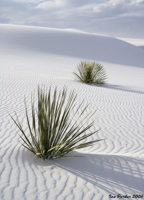 A Well Traveled Woman, White Sands National Monument, Wow Photo, Land Of Enchantment, National Monuments, Sand Dunes, White Sand, Green Plants, Amazing Nature