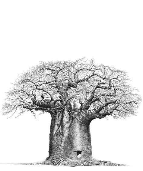 baobab Tree Drawing, South African, Still Life, Pencil, Black And White, White, Black, Art