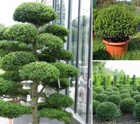 The most popular plants in Japanese private gardens | Real Japanese Gardens Landscape Curb Appeal, Lawn Garden Ideas, Yard Zen, Front Yard Landscape Design, Cloud Pruning, Japanese Garden Plants, Modern Japanese Garden, Japanese Inspired Garden, Japanese Garden Decor