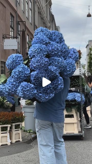 T A B L E A U on Instagram: "We welcome the Blue Mammoth Hydrangea to Copenhagen. 
We will have the amazing giant at the TABLEAU STORE from today and till the end of the Hydrangea season. 

We offer them at a super low cost at only 120DKK each and 3 pieces for 300DKK. 

Go get that blue beauty💙" Hydrangea Season, Blue Beauty, Till The End, Low Cost, Hydrangea, Copenhagen, The Amazing, 3 Piece, The End