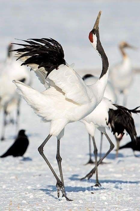 Focal Point Photography, Crane Dance, Point Photography, Red Crowned Crane, Crowned Crane, Hokkaido Japan, Red Crown, Crane Bird, Herons