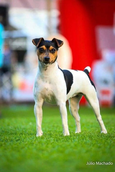 Breed ➡️ BRASILIAN TERRIER Owner André Luís Ancelmo Saramago 🇧🇷 🐶 Quizanga’s Doti 6 years old ♀ . She is the best brasilian Terrier Winter of Ranking CBKC 2015 Service Dogs Breeds, Human Oc, Brazilian Terrier, Dog Types, Dog Faces, Terrier Breeds, Group 3, Purebred Dogs, Mixed Breed Dogs