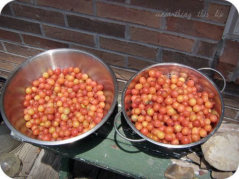 Sandhill Plum Recipes, Plum Wine Recipe, Homemade Plum Wine, Wild Plum Wine Recipe, Making Wine From Concord Grapes, Japanese Plum Wine, Plum Juice, Wine Making Recipes, Homemade Wine Recipes