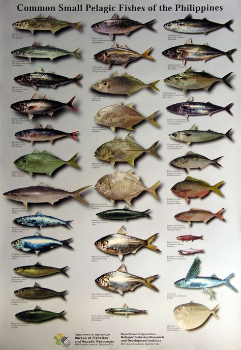 Fish Names, Marine Species, Fish Chart, Pelagic Fish, Aquaponics Fish, Flamingo Wallpaper, Fish Fish, Field Guide, Fishing Gear