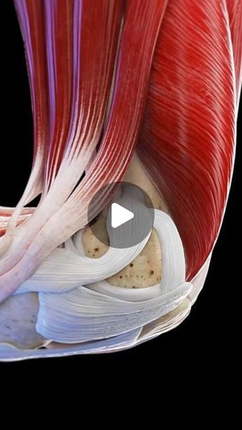 Medicoz11 on Instagram: "Ligaments and tendons are both important connective tissues in the knee, but they have distinct functions.  * Ligaments are tough, fibrous bands of tissue that connect bones to other bones, providing stability to the joint. The knee has four major ligaments: the anterior cruciate ligament (ACL), posterior cruciate ligament (PCL), medial collateral ligament (MCL), and lateral collateral ligament (LCL). These ligaments work together to limit the movement of the knee joint and prevent excessive displacement of the bones.    * Tendons connect muscles to bones, and their function is to transmit the force generated by muscle contractions to the bones, allowing for movement. The knee joint has several tendons, including the patellar tendon (which connects the quadriceps m Tendons And Ligaments Anatomy, Torn Ligament In Ankle, Knee Anatomy, Patellar Tendon, Human Knee, Ankle Ligaments, Knee Bones, Knee Ligaments, Anterior Cruciate Ligament