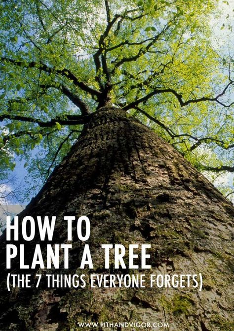 How to plant a tree - the 7 things everyone forgotten Gardening Reference, Low Maintenance Garden Design, Planting A Tree, Yard Inspiration, Tree Day, Garden Chic, Arbour Day, Design Theory, Plant A Tree