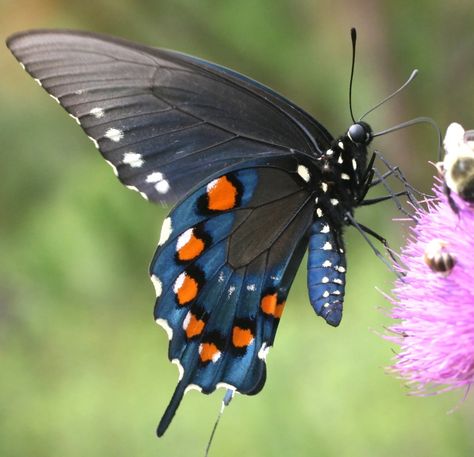 Pipevine Swallowtail Butterfly, Pipevine Swallowtail, Swallowtail Butterfly, Butterfly Watercolor, Body Tattoos, Beautiful Butterflies, Bugs, Insects, Butterflies