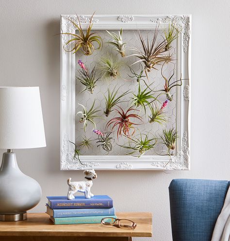 Repurpose an old frame to display your favorite air plants. Just add chicken wire for the backing and use paper clips as plant hangers. #airplant #plantprojects Air Plants Hanging, Plant Frame, Air Plants Decor, Plants Hanging, Air Plant Display, Hanging Plant Holder, Hanging Plants Indoor, Hanging Succulents, Support Plante