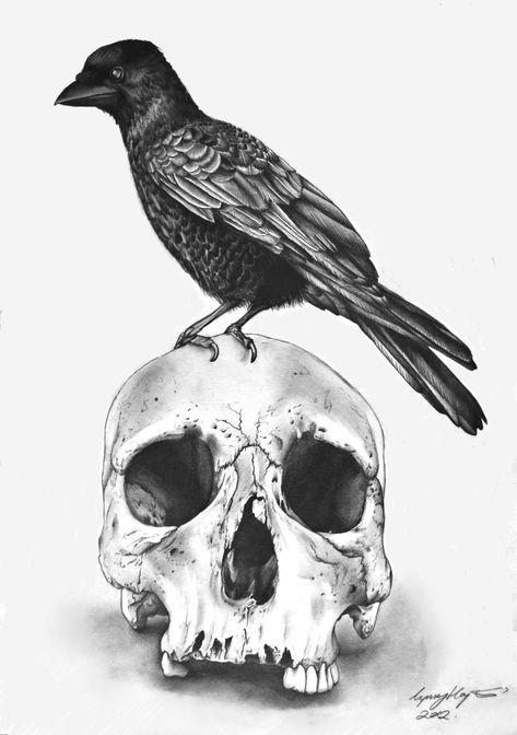 Ten Amazing Pencil Artists on Tumblr - Pencils.com Animal Skull Drawing, Gothic Drawings, Colouring Pictures, Sketching Pencil, Crow Tattoo, Skull Art Drawing, Crow Skull, Raven Tattoo, Raven Art