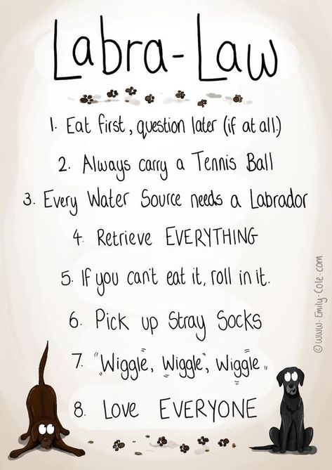 21+ Funny Labrador Dog Quotes And Sayings – Page 5 – The Paws Labrador Quotes, Dog Wallpapers, Chocolate Labs, Labrador Funny, Lab Dogs, Labrador Retriever Puppies, Black Labs, Labrador Retrievers, Chocolate Labrador