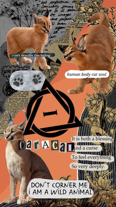 Caracal 🧡🖤 #therian #caracal #commission Caracal Cat, Pagan Witch, Nature Backgrounds, Red Fox, Coven, Pretty Pictures, Things To Come, Collage