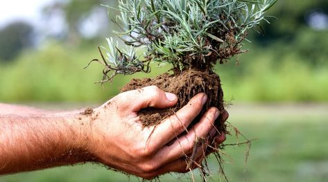 How To Propagate Rosemary, Rosemary From Cuttings, Propagate Lavender, Propagate Rosemary, How To Propagate Lavender, Types Of Basil, Grow Basil, Lavender Plants, Rosemary Plant