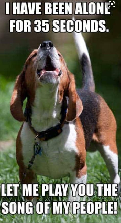 Funny Beagles, Dog Memes Hilarious, Dog Howling, Beagle Pictures, Cute Dog Memes, Beagle Funny, Dog Thoughts, Dog Meme, Bulldog Breeds