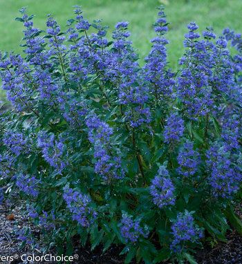 The Heat Is On™ - Shrubs | Proven Winners Blue Flowering Shrubs, Deer Resistant Shrubs, Twig Dogwood, Late Summer Flowers, Flowers Growing, Gardening Zones, Garden Shrubs, Proven Winners, Purple Diamond