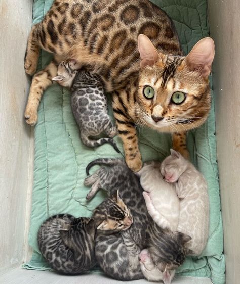 Bengal Cat Kitten, Asian Cat, Bengal Kitten, Gorgeous Cats, Bengal Cat, Beautiful Cat, Kittens Cutest, Aesthetic Art, Cat Breeds