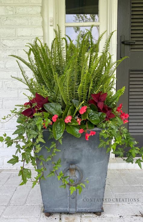 Big Pots For Plants Ideas, Plants Ideas Indoor, Shade Containers, Fern Planters, Big Pots, Planter Arrangements, Planters Ideas, Summer Planter, Galvanized Planters