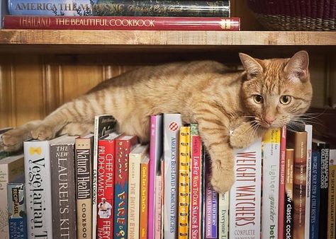 Cute Kitten Pics, Cats Fluffy, Bookstore Cats, Polydactyl Cat, Tabby Cats, Smarty Pants, Orange Tabby Cats, Animal Book, Owning A Cat