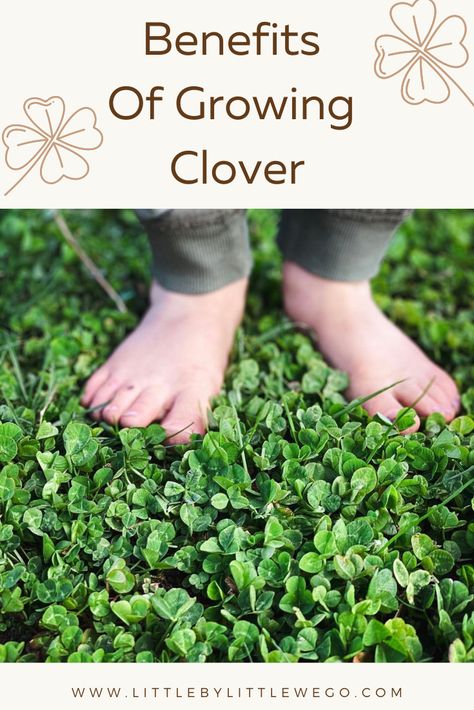 Clover And Thyme Lawn, Clover In Garden, White Dutch Clover Lawn, Dutch Clover Lawn, Get Rid Of Clover In Lawn, Clover Walking Path, Growing Clover Lawn, Clover Garden Path, Clover Lawn Aesthetic