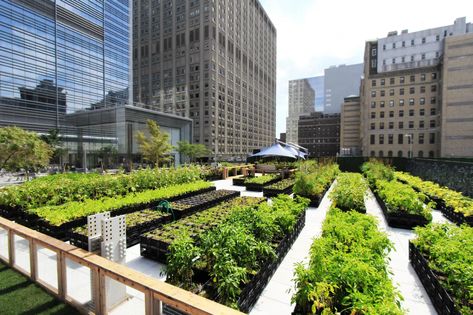 ORE Architecture » RIVERPARK FARM Urban Rooftop, Urban Farms, Sumber Daya Alam, Rooftop Gardens, Roof Gardens, City Farm, Urban Agriculture, Green Roofs, Urban Farm