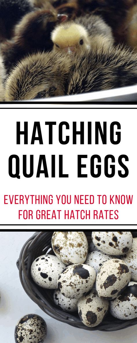 Hatching Quail Eggs - Salt in my Coffee Water Glass Quail Eggs, Raising Quail For Meat And Eggs, Quail Incubation Chart, Quail Brooder Ideas, What To Do With Quail Eggs, Incubating Quail Eggs, Hatching Quail Eggs, Quail Incubator, Button Quails