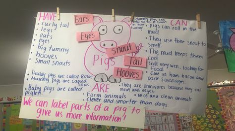 Pigs labeling/information poster Pig Poster Ideas For Fair, Pig Poster, Ag Teacher, Information Poster, Poster Ideas, Teacher Stuff, Pigs, 4 H, Home Art