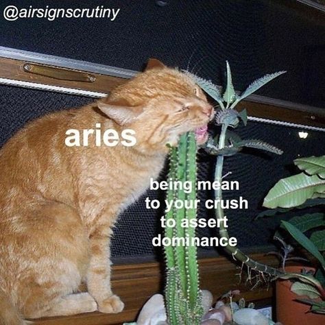 Aries Funny, Arte Aries, Astrology Signs Aries, Aries Personality, Aries Aesthetic, All About Aries, Aries Baby, Aries Zodiac Facts, Aries Astrology